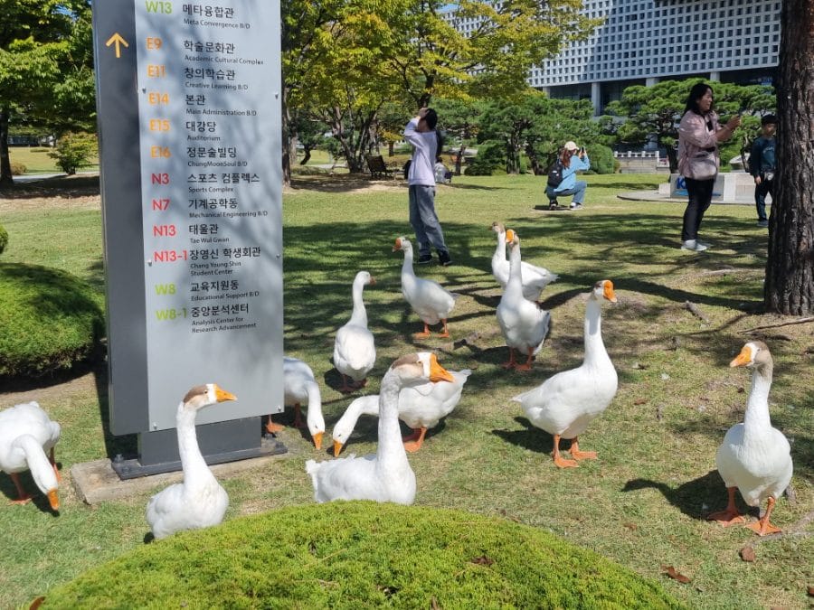 사람들이 몰려서 사진 찍는 곳은 엄청난 오리떼