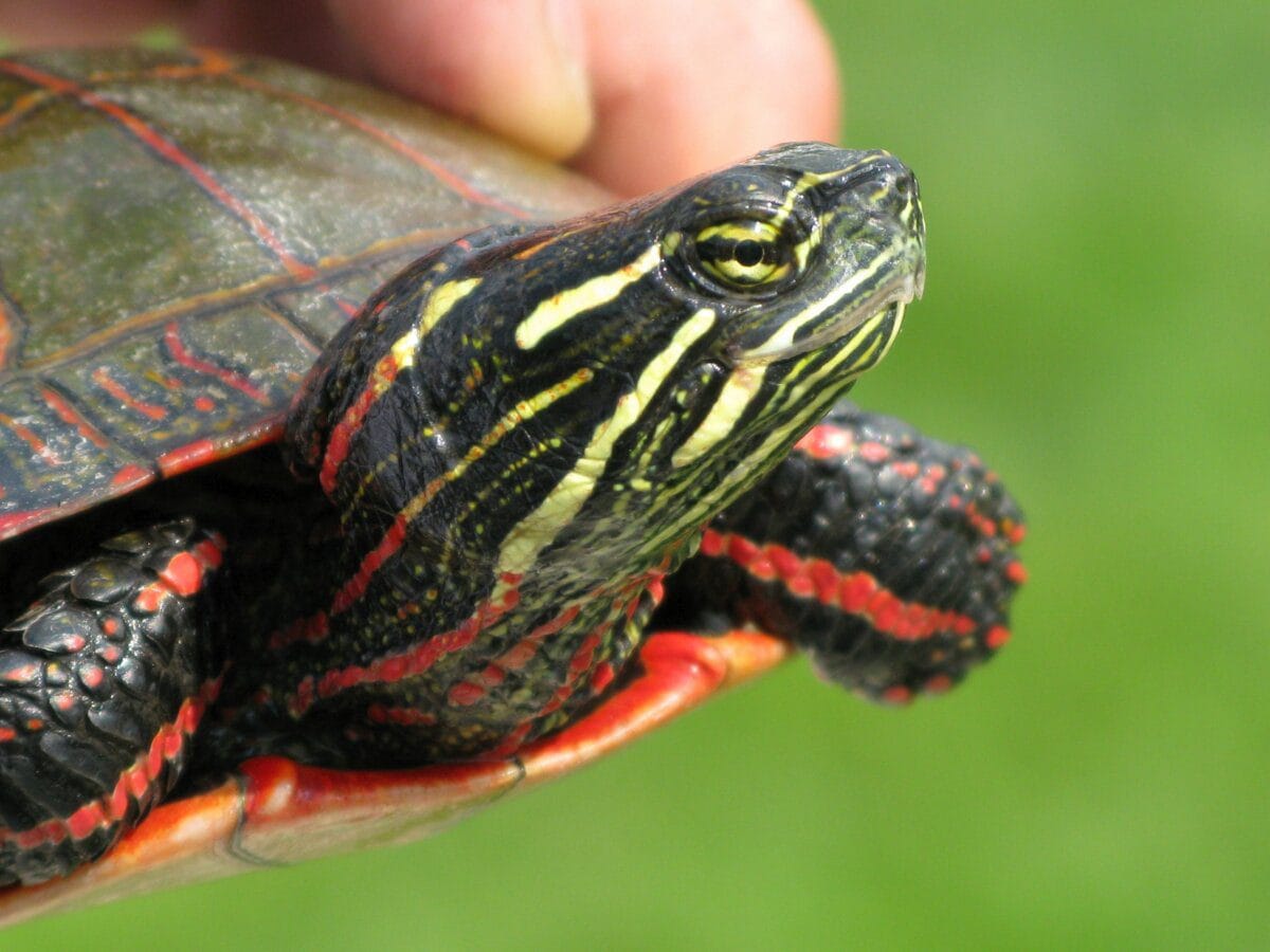 A tiny turtle held in a hand, similar in scale to the miniature lucky turtle phone charms Korean Gen Z collects